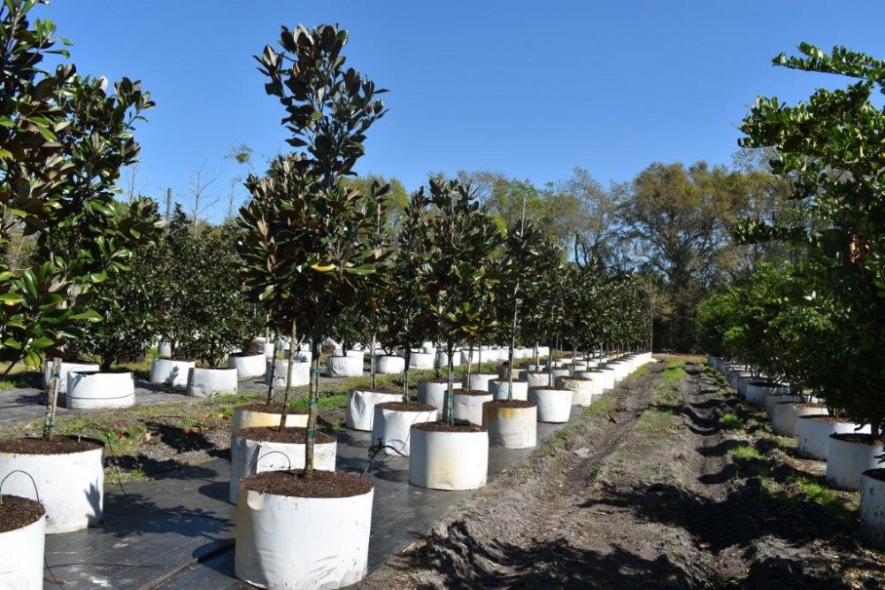magnolia-grandiflora-d-d-blanchard-southern-magnolia-d-d-blanchard-southern-magnolia