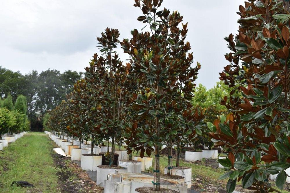 magnolia-grandiflora-d-d-blanchard-southern-magnolia-d-d-blanchard-southern-magnolia