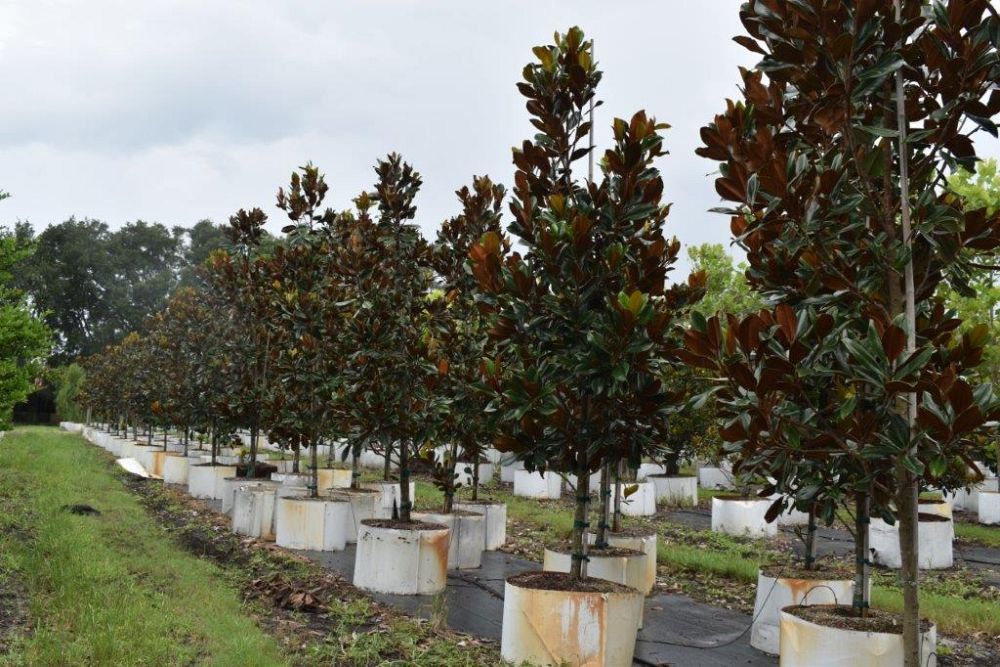 magnolia-grandiflora-d-d-blanchard-southern-magnolia-d-d-blanchard-southern-magnolia