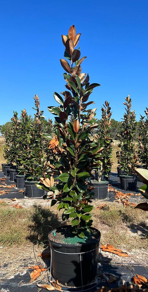 magnolia-grandiflora-d-d-blanchard-southern-magnolia-d-d-blanchard-southern-magnolia