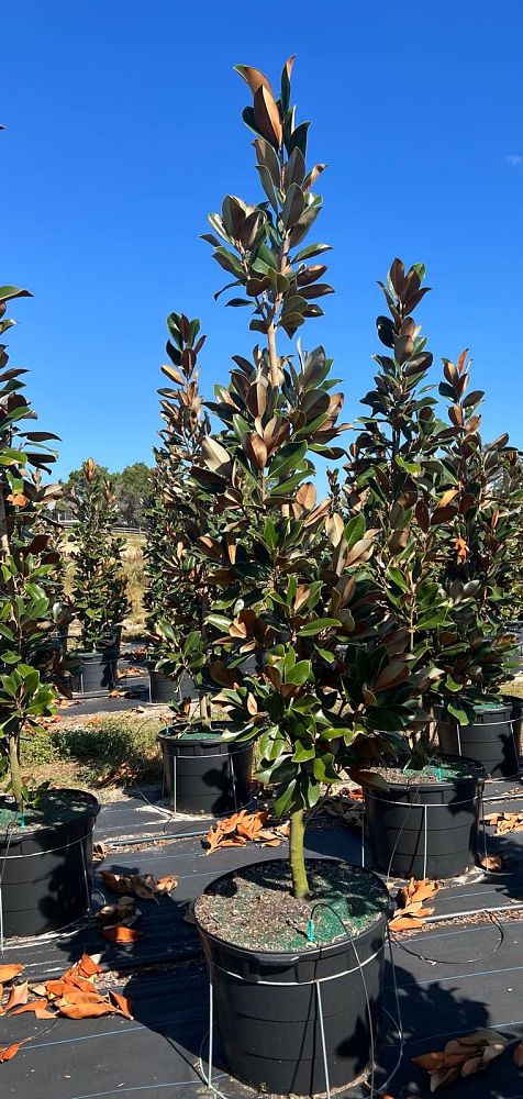 magnolia-grandiflora-d-d-blanchard-southern-magnolia-d-d-blanchard-southern-magnolia