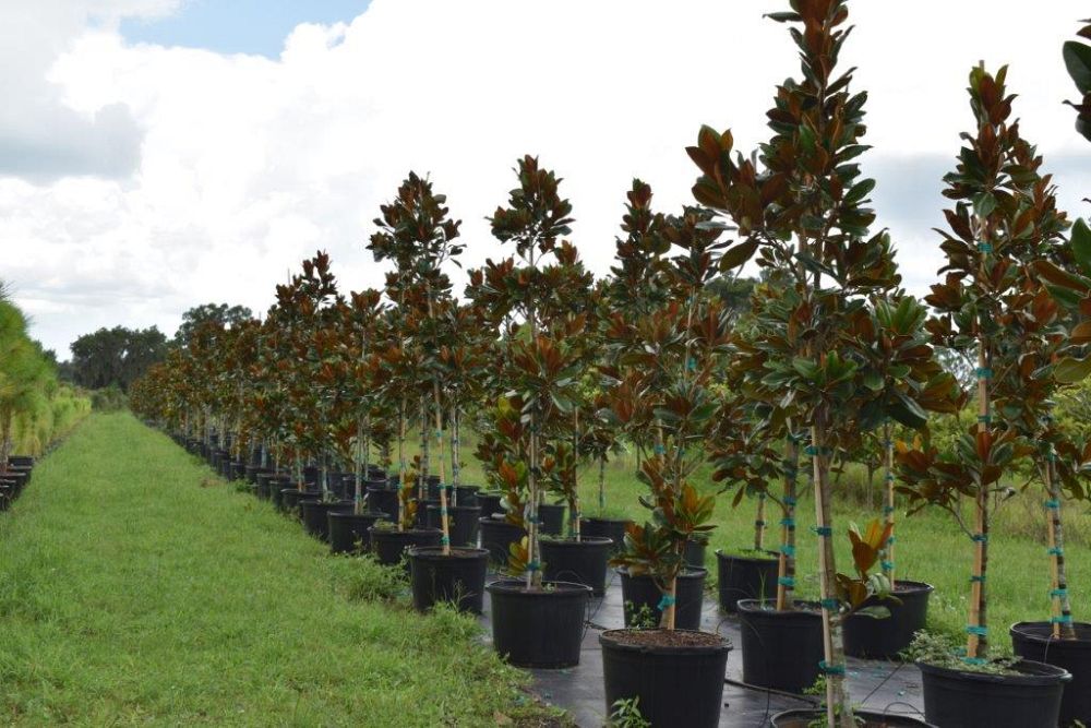 magnolia-grandiflora-d-d-blanchard-southern-magnolia-d-d-blanchard-southern-magnolia
