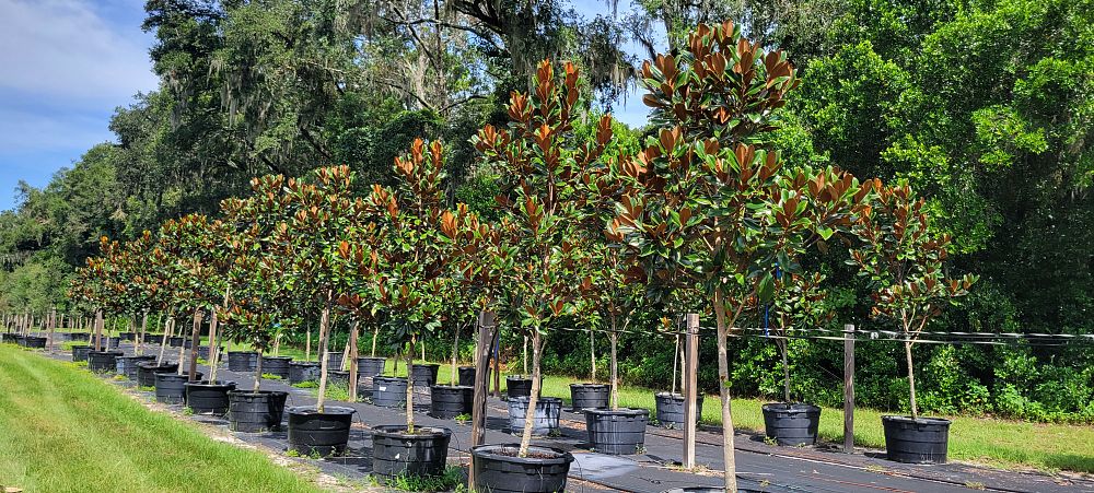 magnolia-grandiflora-d-d-blanchard-southern-magnolia-d-d-blanchard-southern-magnolia
