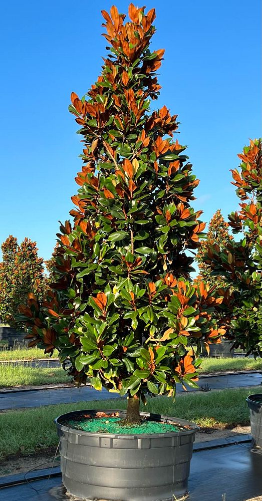 magnolia-grandiflora-d-d-blanchard-southern-magnolia-d-d-blanchard-southern-magnolia