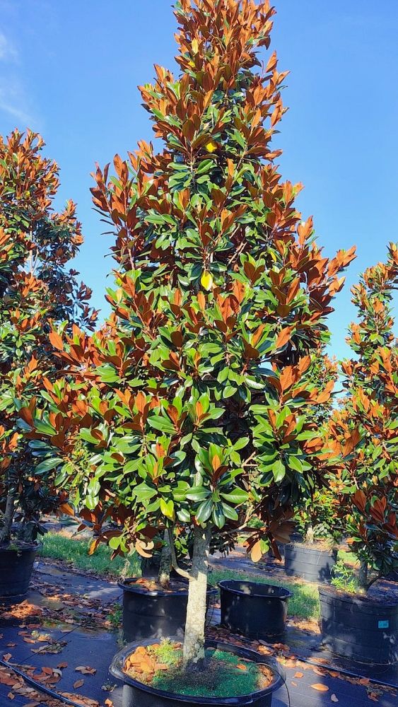magnolia-grandiflora-d-d-blanchard-southern-magnolia-d-d-blanchard-southern-magnolia