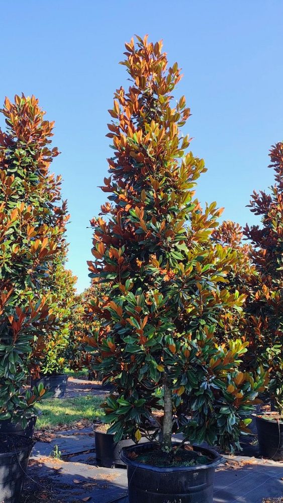 magnolia-grandiflora-d-d-blanchard-southern-magnolia-d-d-blanchard-southern-magnolia