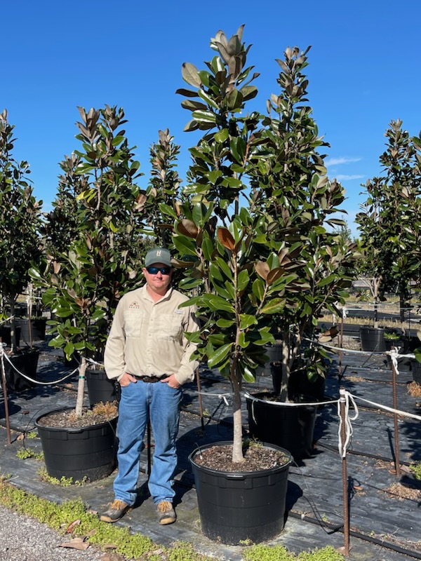 magnolia-grandiflora-d-d-blanchard-southern-magnolia-d-d-blanchard-southern-magnolia