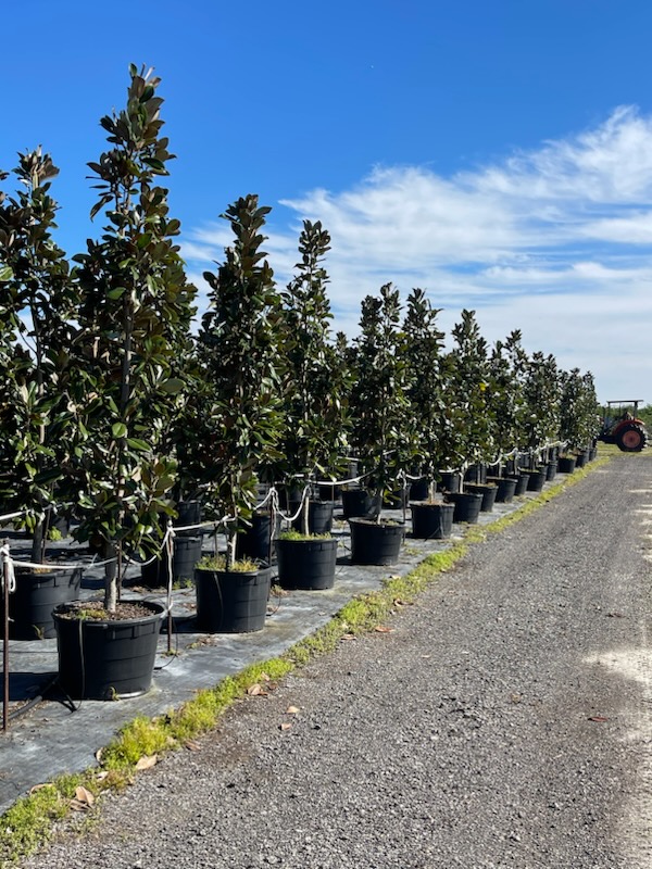 magnolia-grandiflora-d-d-blanchard-southern-magnolia-d-d-blanchard-southern-magnolia