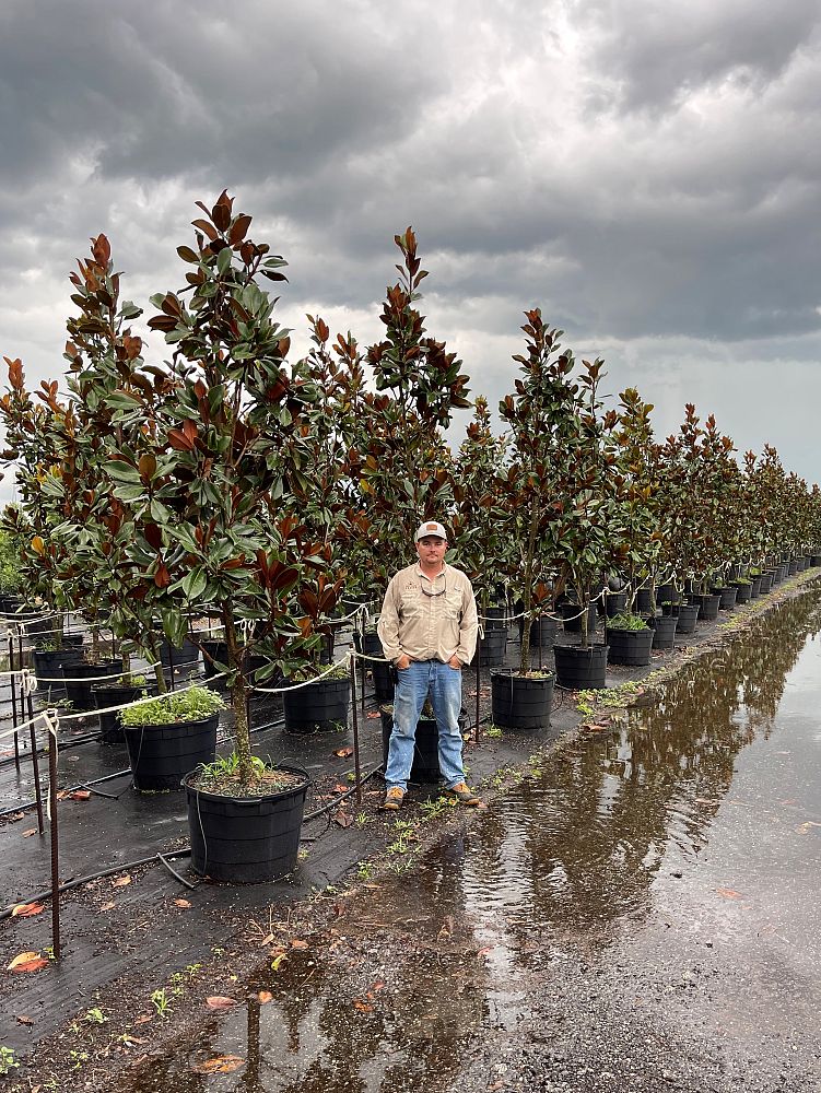 magnolia-grandiflora-d-d-blanchard-southern-magnolia-d-d-blanchard-southern-magnolia