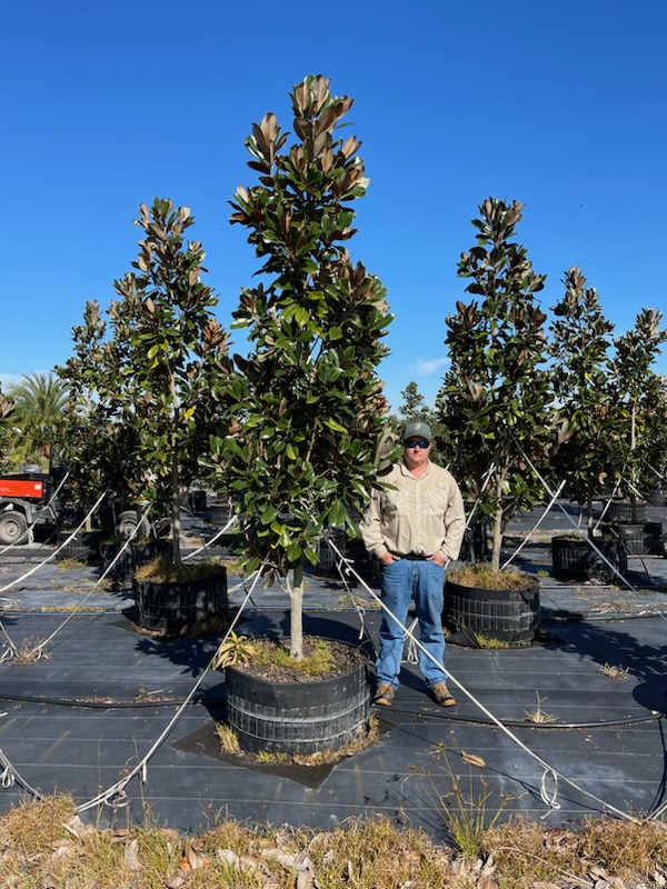 magnolia-grandiflora-d-d-blanchard-southern-magnolia-d-d-blanchard-southern-magnolia