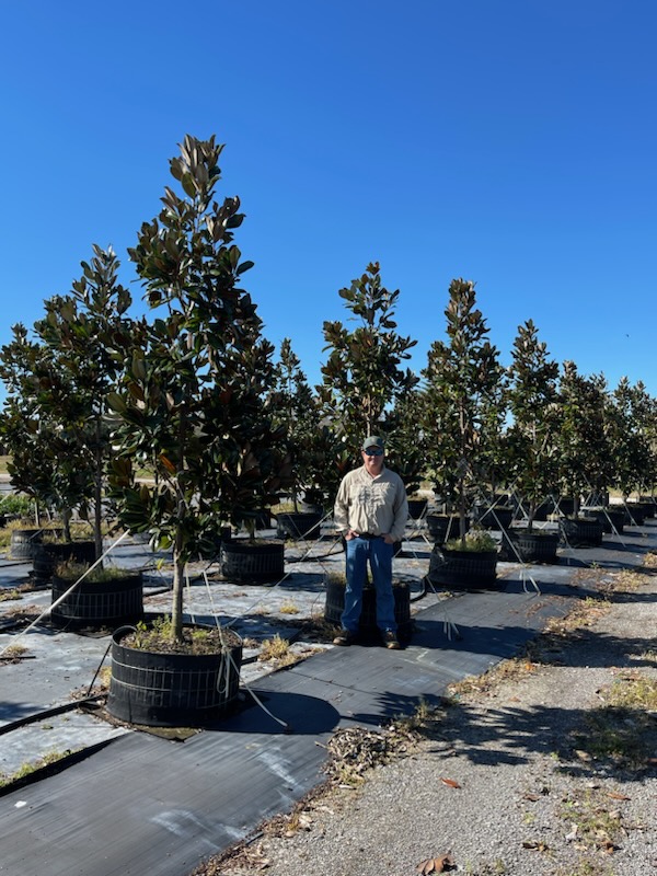 magnolia-grandiflora-d-d-blanchard-southern-magnolia-d-d-blanchard-southern-magnolia