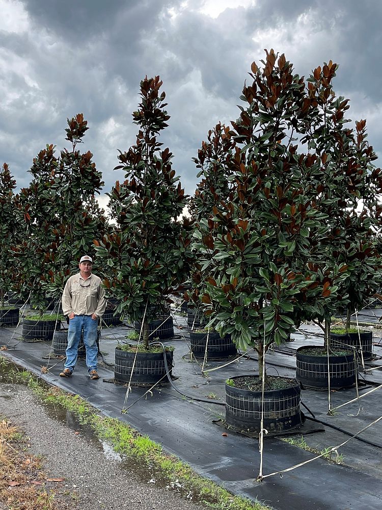 magnolia-grandiflora-d-d-blanchard-southern-magnolia-d-d-blanchard-southern-magnolia