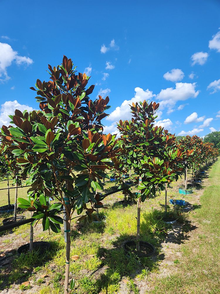 magnolia-grandiflora-d-d-blanchard-southern-magnolia-d-d-blanchard-southern-magnolia