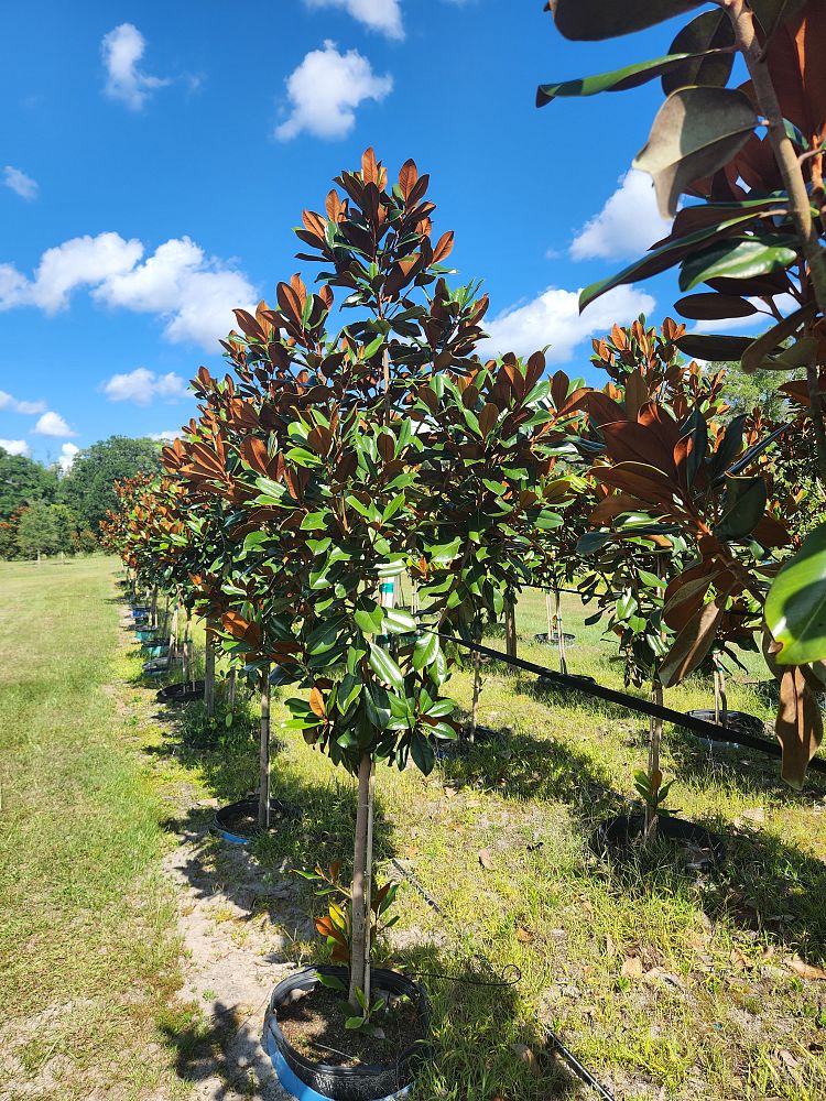 magnolia-grandiflora-d-d-blanchard-southern-magnolia-d-d-blanchard-southern-magnolia