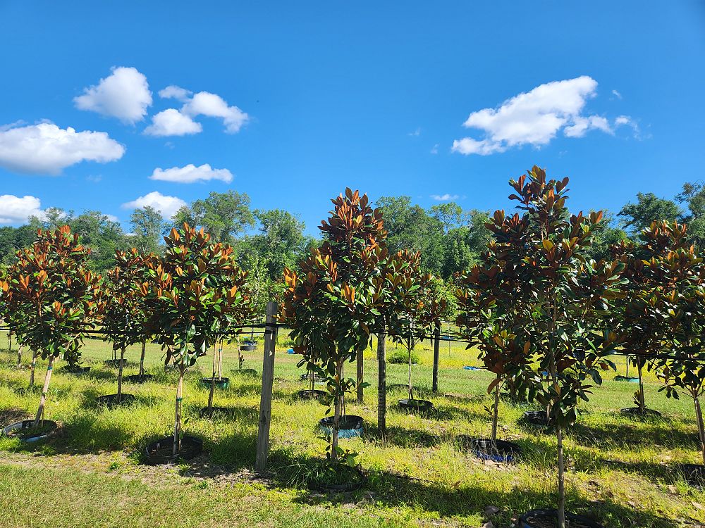 magnolia-grandiflora-d-d-blanchard-southern-magnolia-d-d-blanchard-southern-magnolia