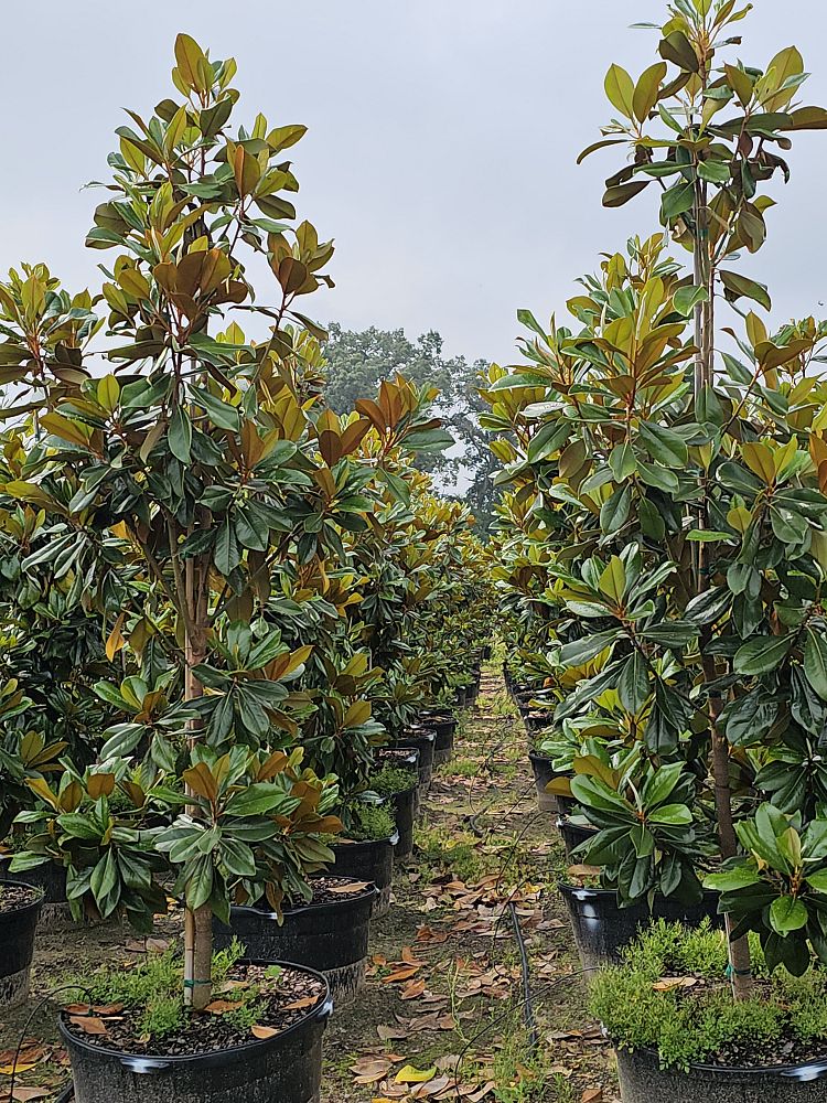 magnolia-grandiflora-d-d-blanchard-southern-magnolia-d-d-blanchard-southern-magnolia