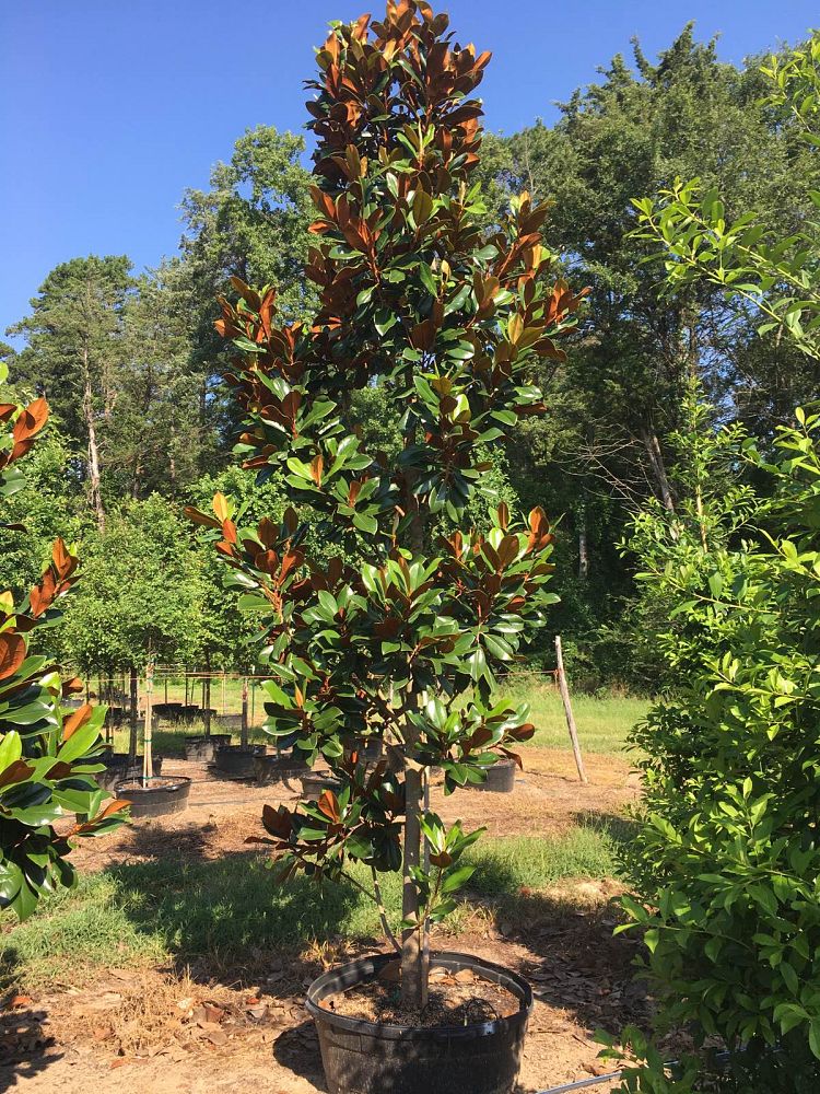 magnolia-grandiflora-d-d-blanchard-southern-magnolia-d-d-blanchard-southern-magnolia