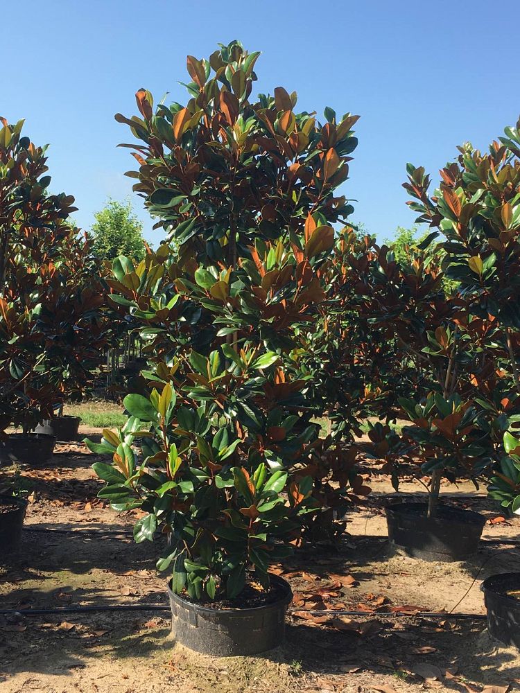 magnolia-grandiflora-d-d-blanchard-southern-magnolia-d-d-blanchard-southern-magnolia