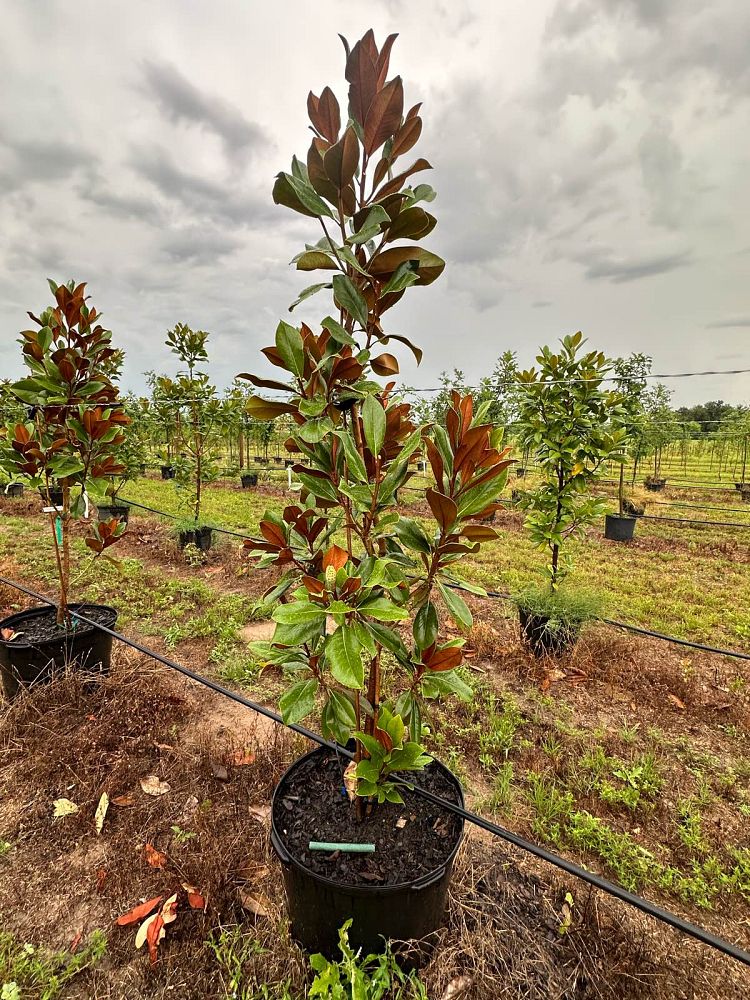 magnolia-grandiflora-d-d-blanchard-southern-magnolia-d-d-blanchard-southern-magnolia