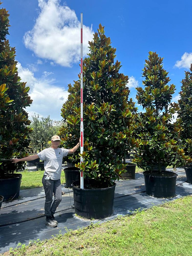 magnolia-grandiflora-d-d-blanchard-southern-magnolia-d-d-blanchard-southern-magnolia