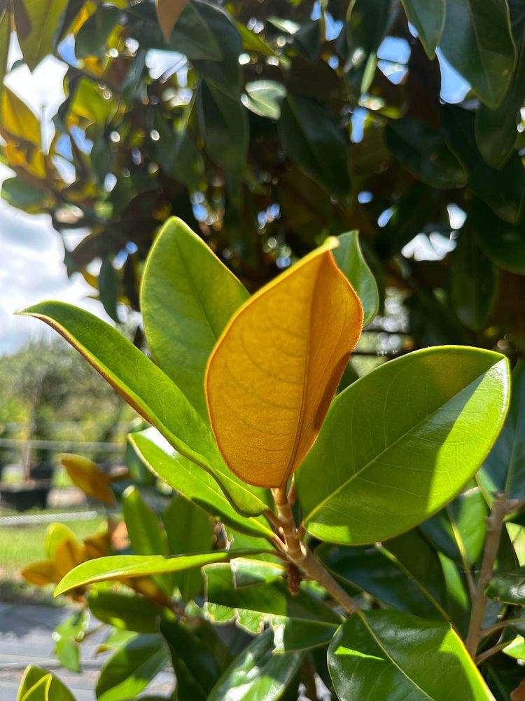 magnolia-grandiflora-d-d-blanchard-southern-magnolia-d-d-blanchard-southern-magnolia