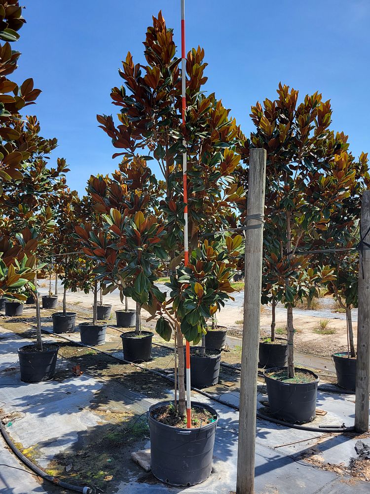 magnolia-grandiflora-d-d-blanchard-southern-magnolia-d-d-blanchard-southern-magnolia
