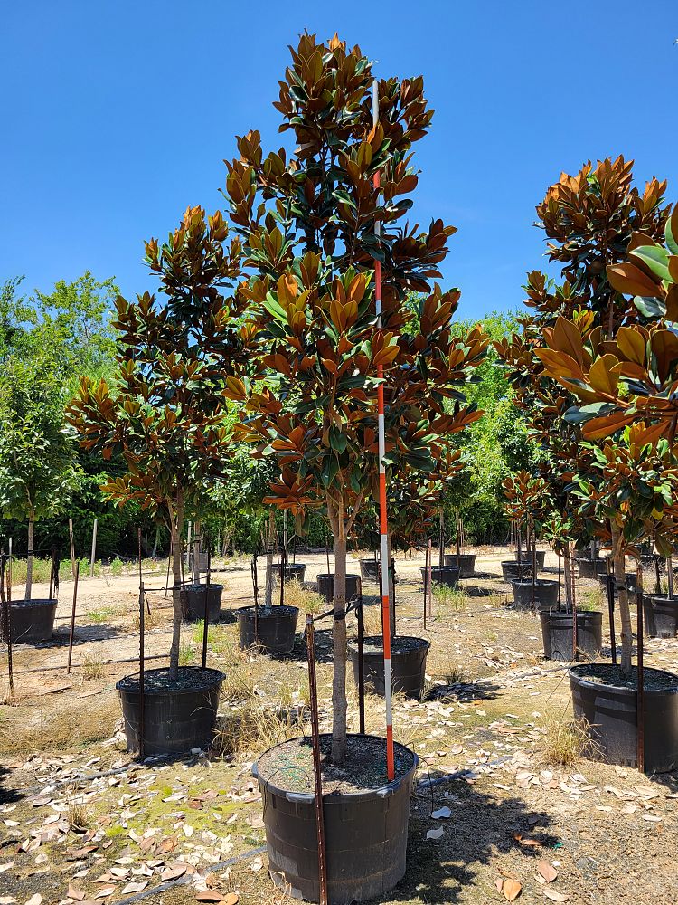 magnolia-grandiflora-d-d-blanchard-southern-magnolia-d-d-blanchard-southern-magnolia