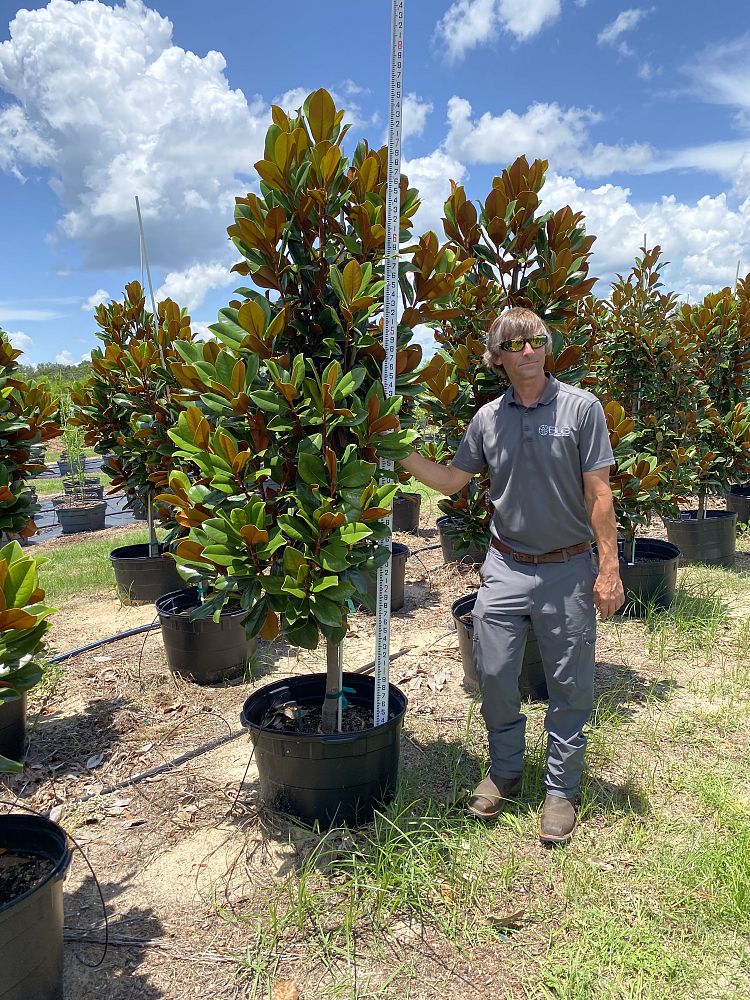 magnolia-grandiflora-d-d-blanchard-southern-magnolia-d-d-blanchard-southern-magnolia