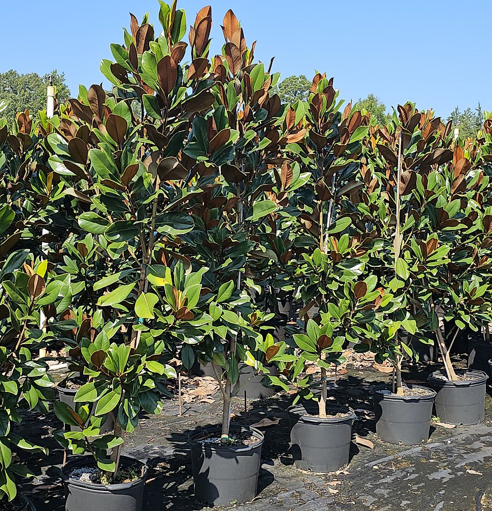 magnolia-grandiflora-d-d-blanchard-southern-magnolia-d-d-blanchard-southern-magnolia