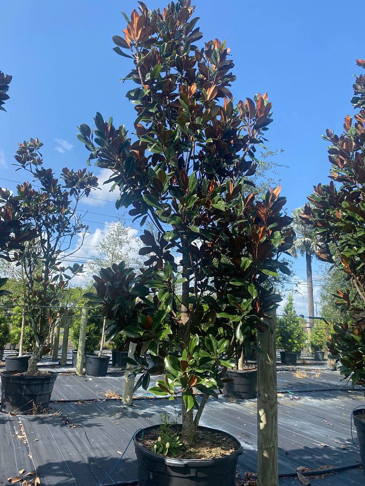 magnolia-grandiflora-d-d-blanchard-southern-magnolia-d-d-blanchard-southern-magnolia