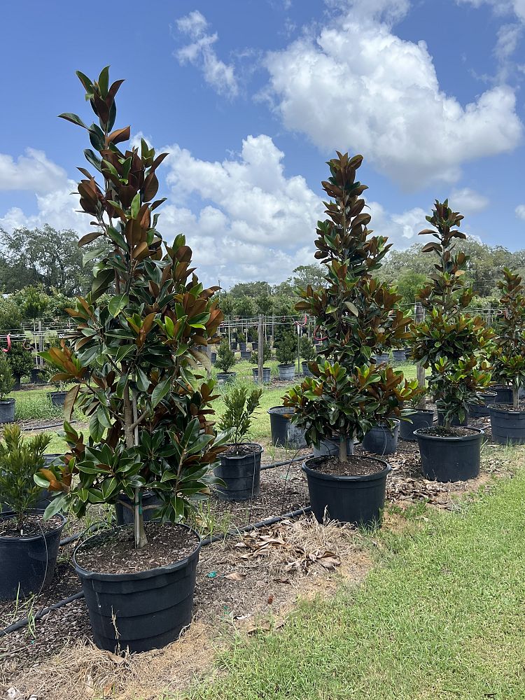 magnolia-grandiflora-d-d-blanchard-southern-magnolia-d-d-blanchard-southern-magnolia