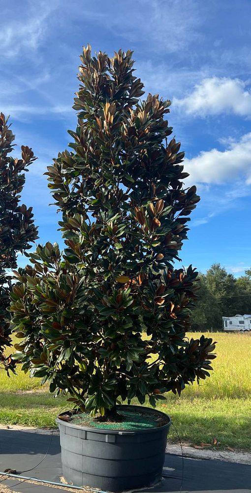 magnolia-grandiflora-d-d-blanchard-southern-magnolia-d-d-blanchard-southern-magnolia