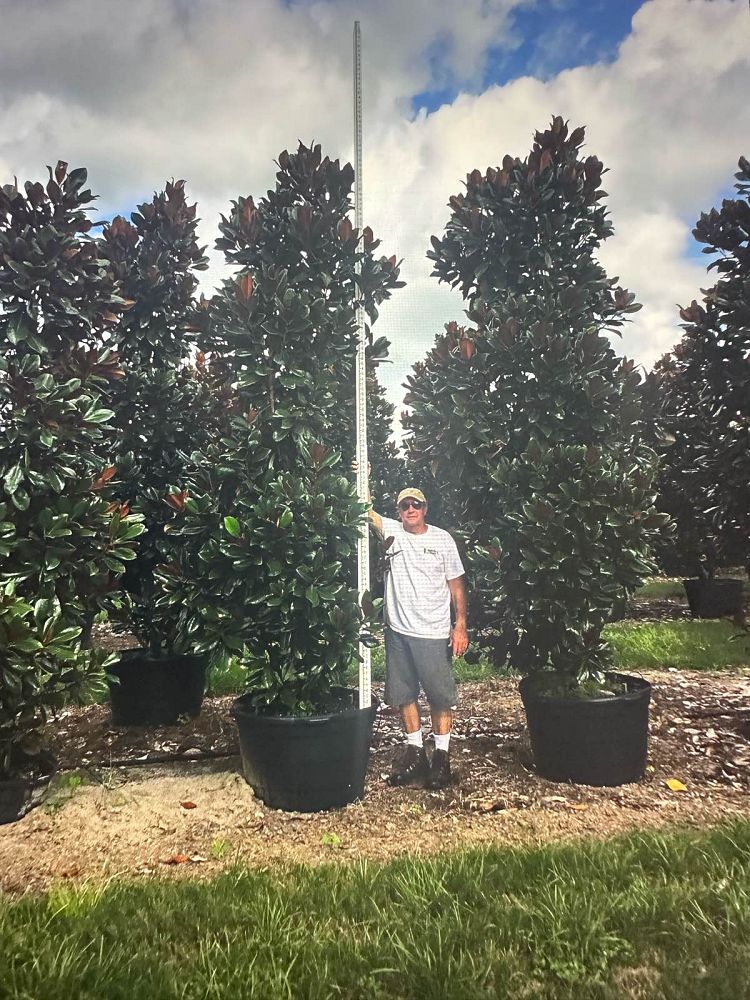 magnolia-grandiflora-d-d-blanchard-southern-magnolia-d-d-blanchard-southern-magnolia