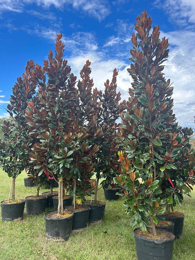 magnolia-grandiflora-d-d-blanchard-southern-magnolia-d-d-blanchard-southern-magnolia