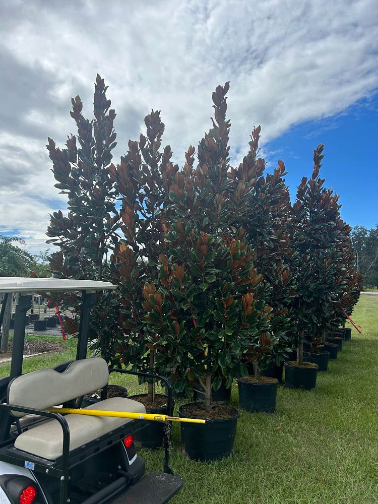 magnolia-grandiflora-d-d-blanchard-southern-magnolia-d-d-blanchard-southern-magnolia