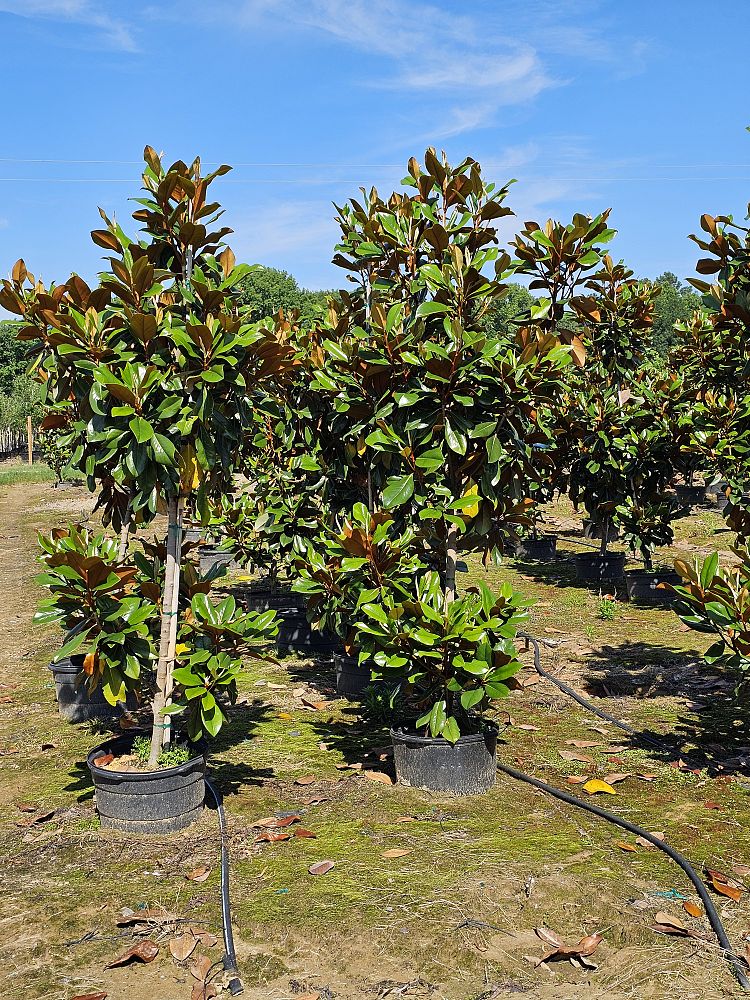 magnolia-grandiflora-d-d-blanchard-southern-magnolia-d-d-blanchard-southern-magnolia