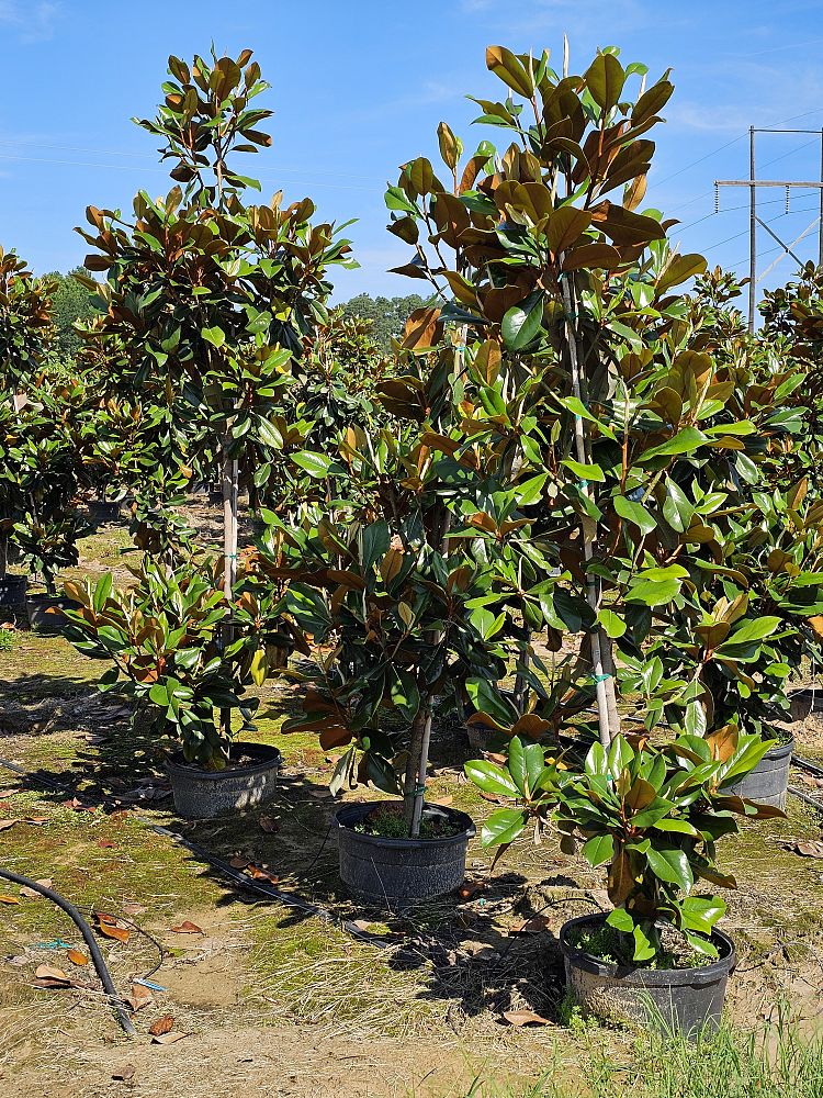 magnolia-grandiflora-d-d-blanchard-southern-magnolia-d-d-blanchard-southern-magnolia
