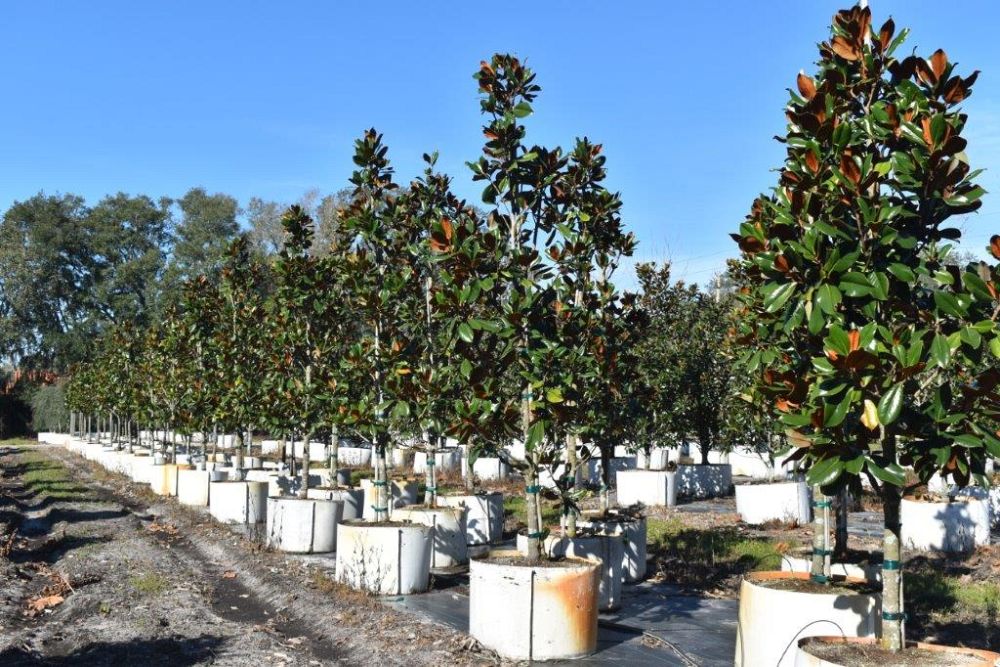 magnolia-grandiflora-d-d-blanchard-southern-magnolia-d-d-blanchard-southern-magnolia