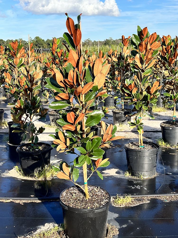 magnolia-grandiflora-d-d-blanchard-southern-magnolia-d-d-blanchard-southern-magnolia