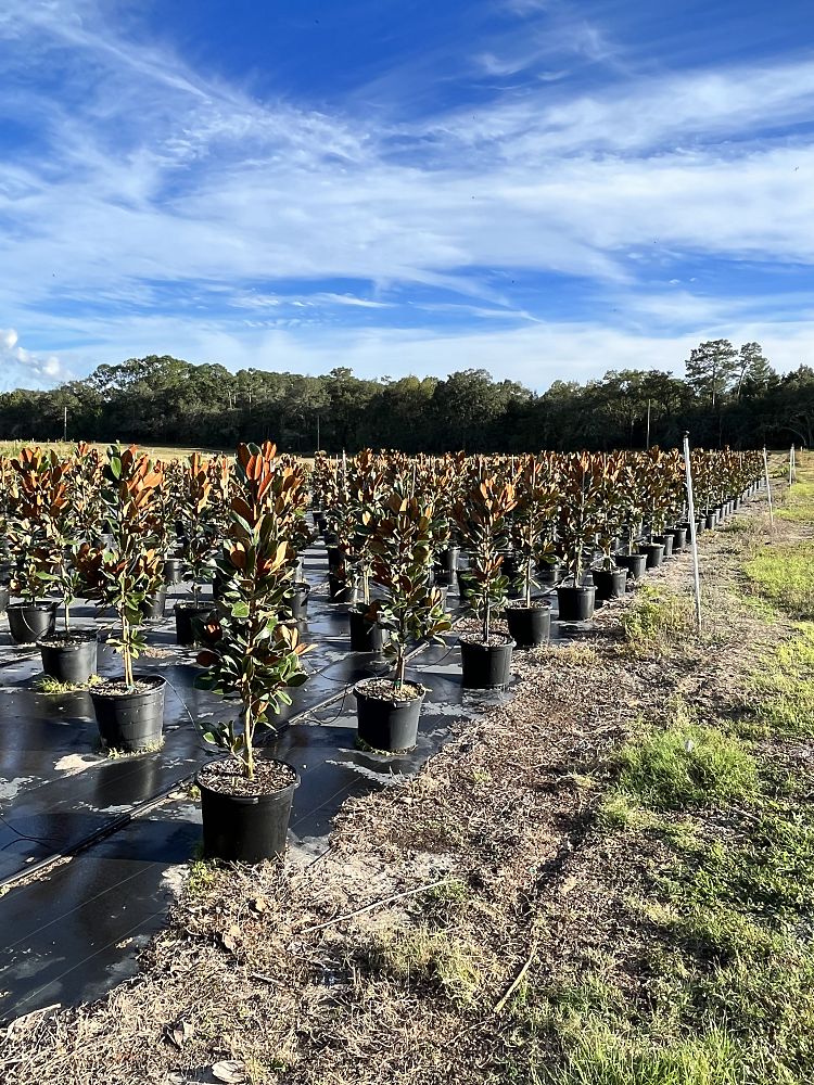 magnolia-grandiflora-d-d-blanchard-southern-magnolia-d-d-blanchard-southern-magnolia