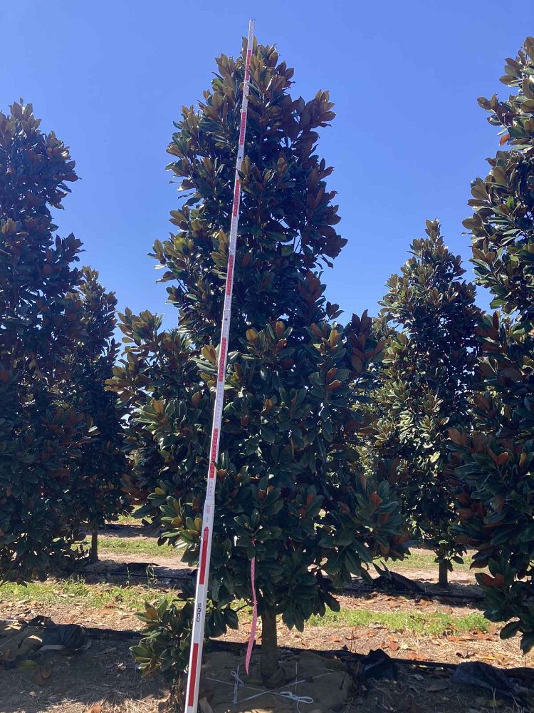 magnolia-grandiflora-d-d-blanchard-southern-magnolia-d-d-blanchard-southern-magnolia