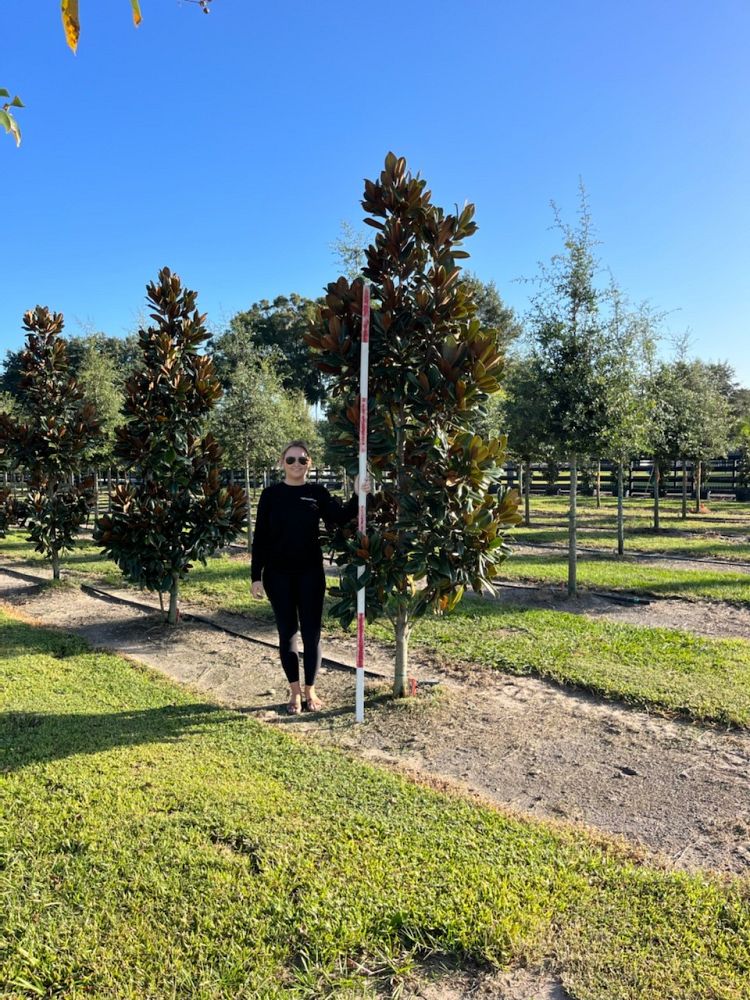 magnolia-grandiflora-d-d-blanchard-southern-magnolia-d-d-blanchard-southern-magnolia
