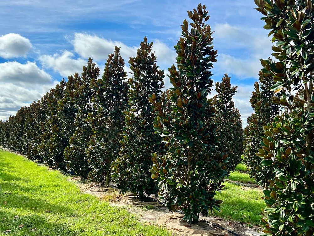 magnolia-grandiflora-d-d-blanchard-southern-magnolia-d-d-blanchard-southern-magnolia