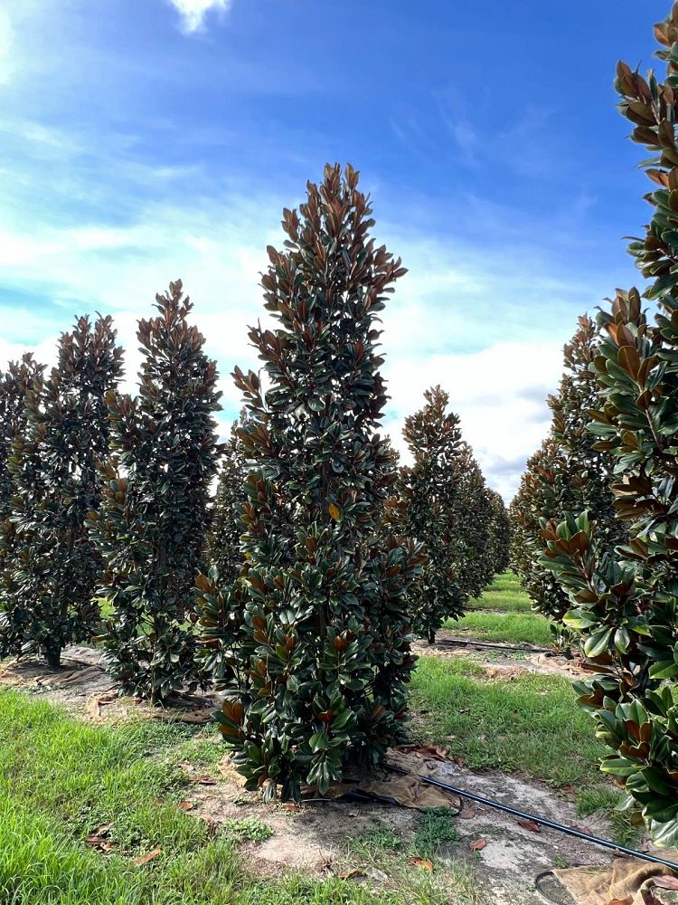 magnolia-grandiflora-d-d-blanchard-southern-magnolia-d-d-blanchard-southern-magnolia