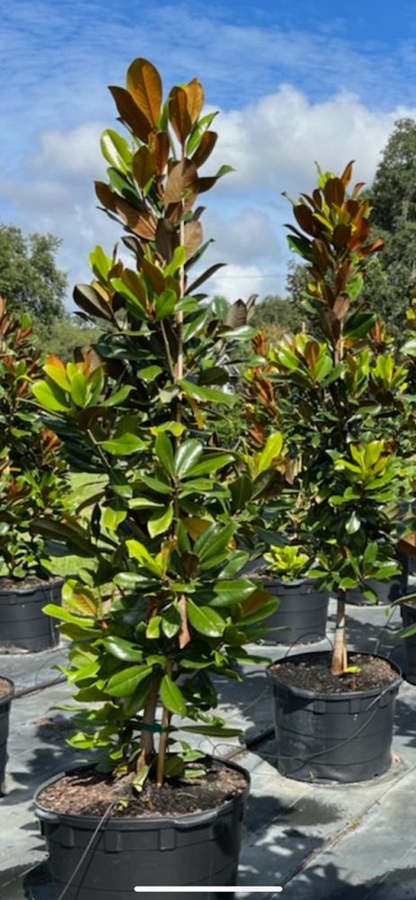 magnolia-grandiflora-d-d-blanchard-southern-magnolia-d-d-blanchard-southern-magnolia