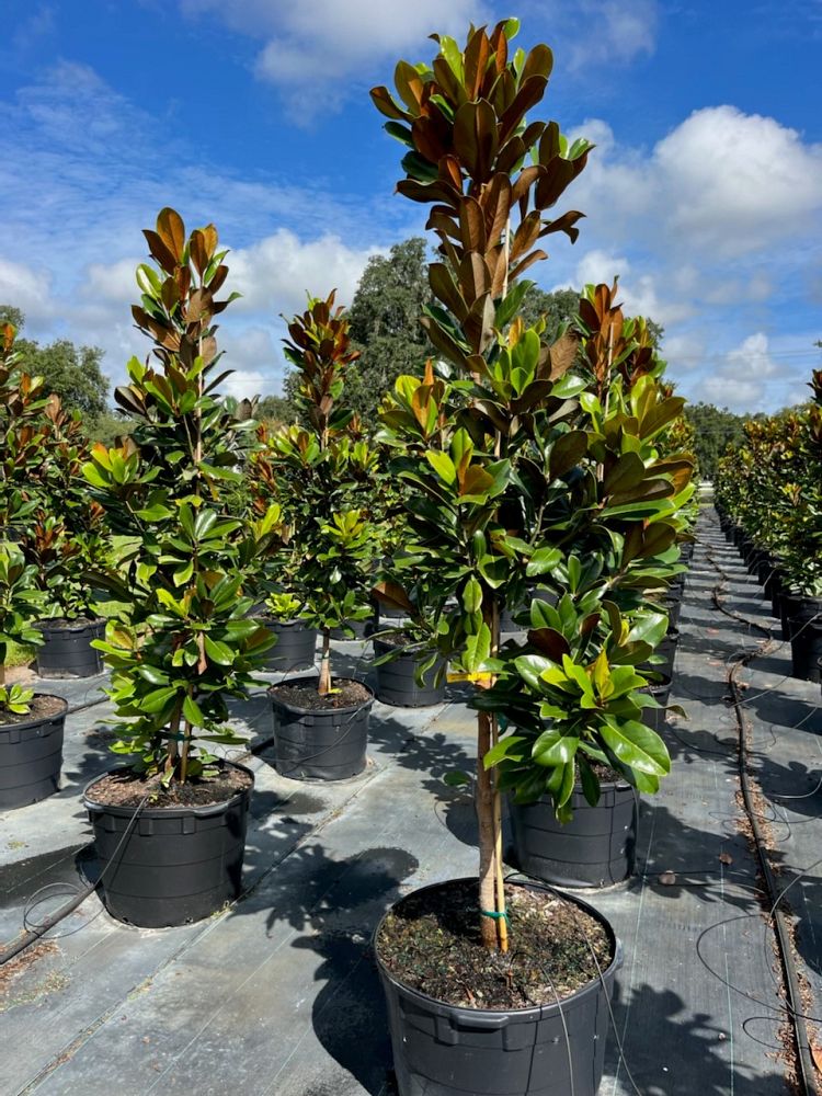 magnolia-grandiflora-d-d-blanchard-southern-magnolia-d-d-blanchard-southern-magnolia
