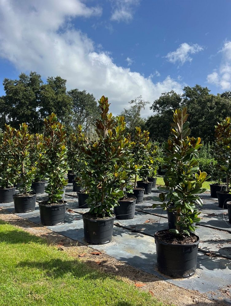 magnolia-grandiflora-d-d-blanchard-southern-magnolia-d-d-blanchard-southern-magnolia