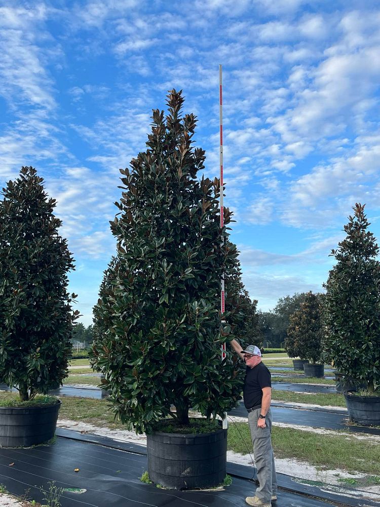 magnolia-grandiflora-d-d-blanchard-southern-magnolia-d-d-blanchard-southern-magnolia