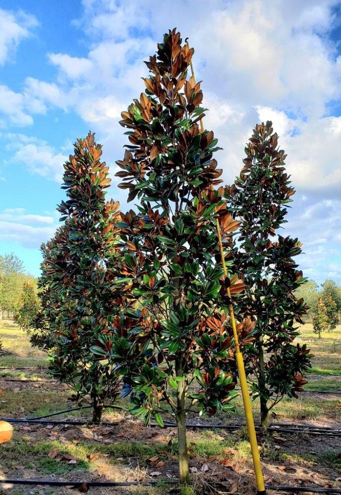 magnolia-grandiflora-d-d-blanchard-southern-magnolia-d-d-blanchard-southern-magnolia