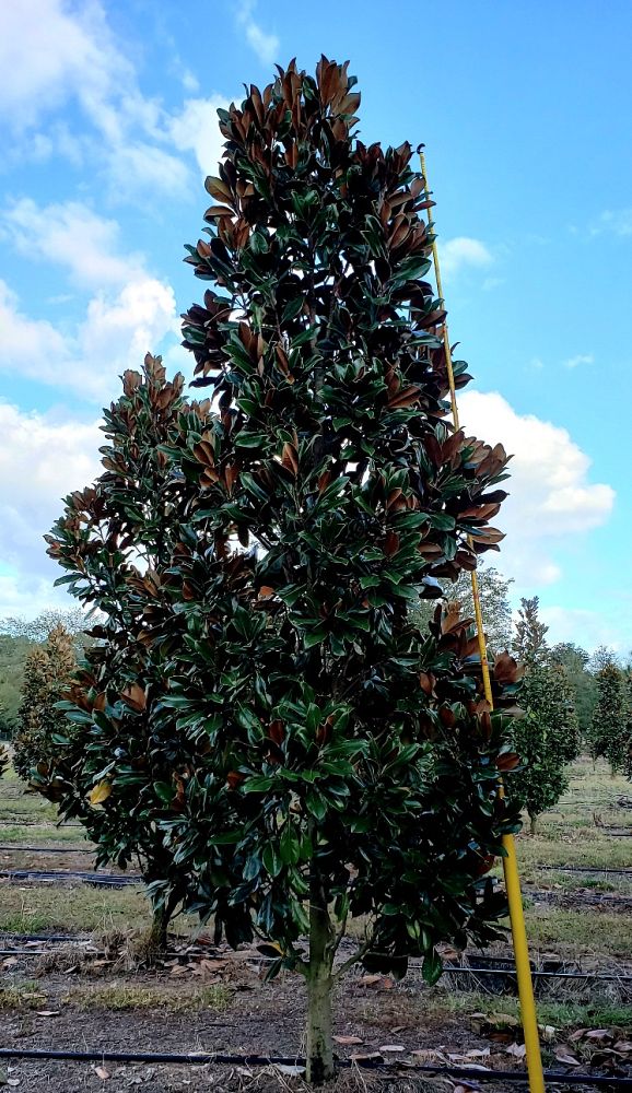 magnolia-grandiflora-d-d-blanchard-southern-magnolia-d-d-blanchard-southern-magnolia